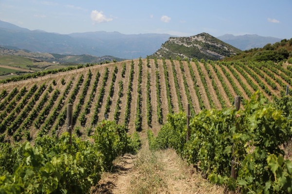 Domaine Muriel Giudicelli