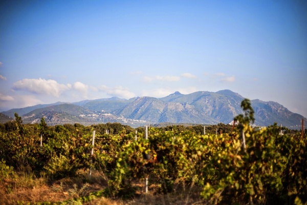 Domaine Vecchio