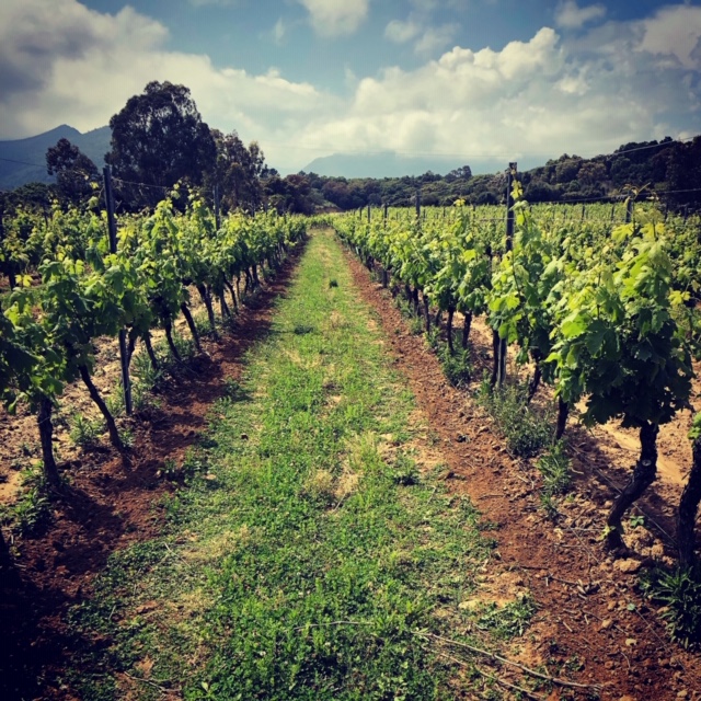 Begroeide wijngaard van Domaine Mondange